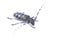 Marmorated Longhorn Beetle