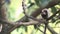 Marmoset monkey