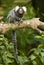 Marmoset monkey on a branch