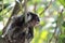 Marmoset monkey on a branch