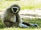 Marmoset monkey sitting in the grass