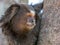 Marmoset portrait close in nature