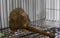 Marmosets in the zoo convey a call to animal protection