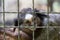 Marmosets in the zoo convey a call to animal protection