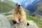 The marmot