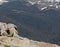 Marmot Against an Alpine Forest