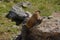 Marmot along Trail Ridge Road at Rocky Mountain National Park