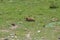 Marmot around the area near Tso Moriri lake in Ladakh, India. Marmots are large squirrels live under the ground.