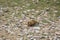 Marmot around the area near Tso Moriri lake in Ladakh, India. Marmots are large squirrels live under the ground.