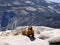 Marmot atop Half Dome, Yosemite