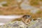 Marmot on a boulder