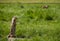 Marmot Calling Out to Other Prairie Dogs