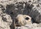 Marmot carefully peeks out of the mink towards the first rays of the spring sun, Baikonur, Kazakhstan