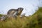 A marmot in the Carpathian mountains