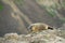 Marmot on cliff