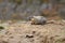 Marmot on cliff