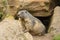 Marmot coming out of its hiding place