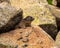 A marmot coming out of its shelter