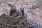 Marmot couple on rocks.