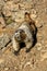 Marmot Crawls Down Scree