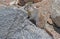 Marmot crawls out on a rock sunning.