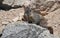 Marmot crawls out on a rock sunning.