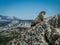 Marmot on the Dramatic Landscape of Mount Hoffman, Yosemite National Park, California, United States of America