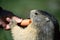 Marmot eating a carrot held by man