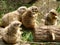 A marmot is eating plants in its cage