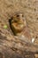 Marmot eating something green leaf