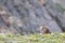 Marmot enjoys high, alpine elevations of Beartooth Highway