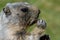 Marmot face