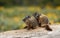 Marmot family on a log