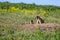 The marmot family looks out of the hole. Sunny summer day. Cute steppe animals. Field with herbs, blue sky