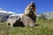 Marmot family in the mountains