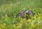 Marmot in the flowering meadow eating a yellow rattleweed