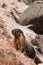 Marmot (giant rock squirrel) climbing