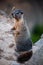 Marmot (giant rock squirrel) stand on two legs