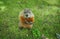 A marmot gopher standing up and looking at camera.