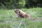 Marmot in the Grass