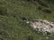 Marmot groundhog outside nest portrait