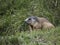 Marmot groundhog outside nest portrait