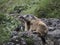 Marmot groundhog outside nest portrait