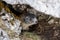Marmot, hidden in his den under a rock