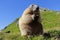 A marmot in the high mountains of Austria holds the food with its paws