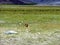 A marmot and his den, Nubra Valley, Leh, Ladakh, India