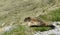 Marmot in Hohe Tauern