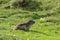 Marmot in Hohe Tauern