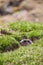 Marmot in a Hole Looking Checking the Area, European Alps