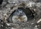 Marmot in its hole 1